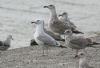 Caspian Gull at Hole Haven Creek (Steve Arlow) (63502 bytes)